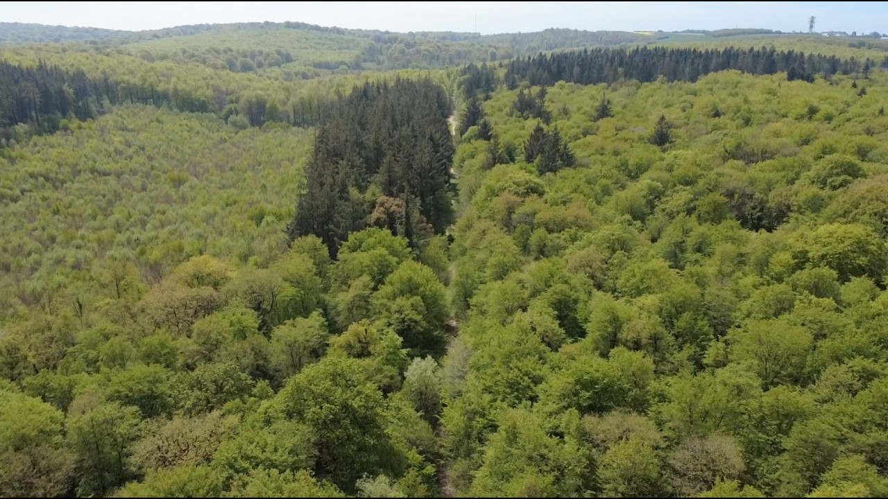 Drone La Foret Domaniale de Guines